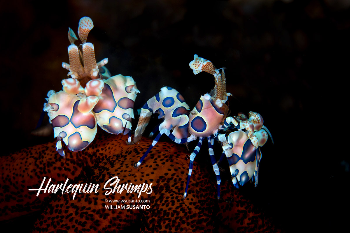 Harlequin Shrimps